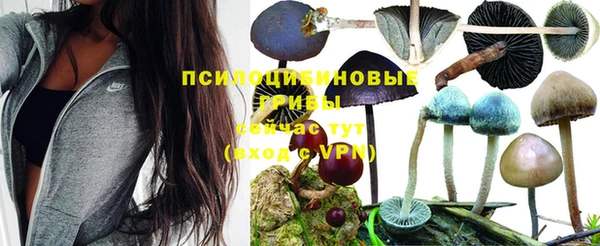 стафф Россошь